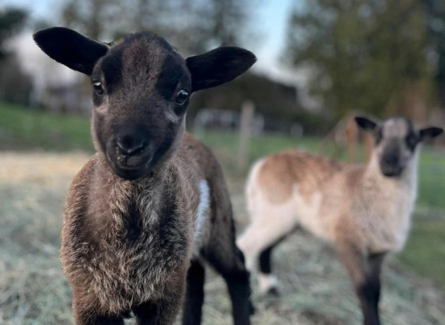 Two baby lambs, one dark brown and one light, looking at the camera